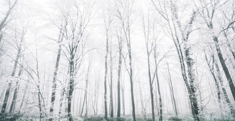 Forest in winter time